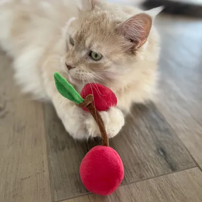 Beige cat playing with a red plush toy shaped like cherries with green leaf and brown stem.