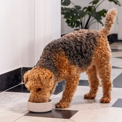 Chien à poil bouclé mangeant dans une gamelle blanche posée sur un sol carrelé en noir et blanc, intérieur avec plante verte en arrière-plan.