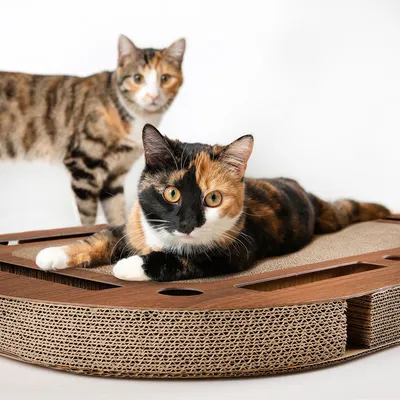 Cat lying on a corrugated cardboard scratching board with wood look and several cut-outs.