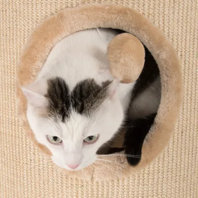 Cat sitting inside a circular plush-lined opening on a textured scratching post, demonstrating use of the product’s hideaway feature.