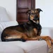 Virbac Veterinary HPM Dog Adult Large & Medium