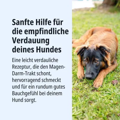 Sanfte Hilfe für die empfindliche Verdauung deines Hundes. Leicht verdauliche Rezeptur, schont Magen-Darm-Trakt, schmeckt hervorragend und sorgt für gutes Bauchgefühl. Sanfte Hilfe für die empfindliche Verdauung deines Hundes. Leicht verdauliche Rezeptur, schont Magen-Darm-Trakt, schmeckt hervorragend und sorgt für gutes Bauchgefühl.