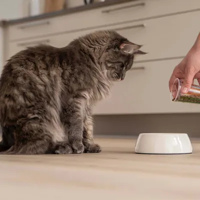 Katze sitzt vor leerem Futternapf, eine Hand hält einen Messbecher mit Futter neben dem Napf. Zeigt das Portionieren von Tierfutter. Katze sitzt vor leerem Futternapf, eine Hand hält einen Messbecher mit Futter neben dem Napf. Zeigt das Portionieren von Tierfutter.