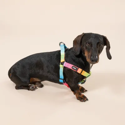 TIAKI Rainbow Σαμαράκι