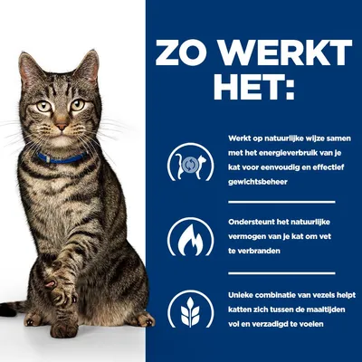 Infografiek met kat en drie punten: Ondersteuning van het energieverbruik voor gewichtsbeheer, bevordering van vetverbranding, vezels zorgen voor verzadiging bij katten. Infografiek met kat en drie punten: Ondersteuning van het energieverbruik voor gewichtsbeheer, bevordering van vetverbranding, vezels zorgen voor verzadiging bij katten.