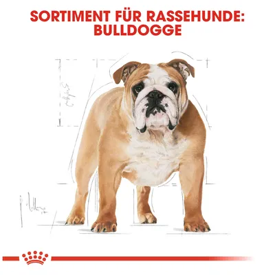 Sortiment für Rassehunde: Bulldogge. Illustration einer Bulldogge mit anatomischen Skizzen im Hintergrund.