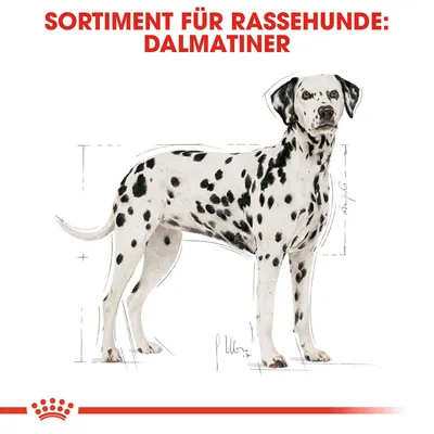 Sortiment für Rassehunde: Dalmatiner. Illustration eines Dalmatiners mit Massangaben.
