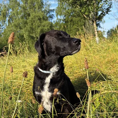 Vetlando Kokolaurin Zecken- & Floh-Halsband Hunde