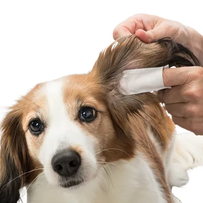 Trixie Tampoane pentru îngrijirea urechilor