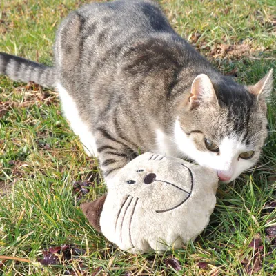 Aumüller Coussin de jeu pour chat Baldi Willy