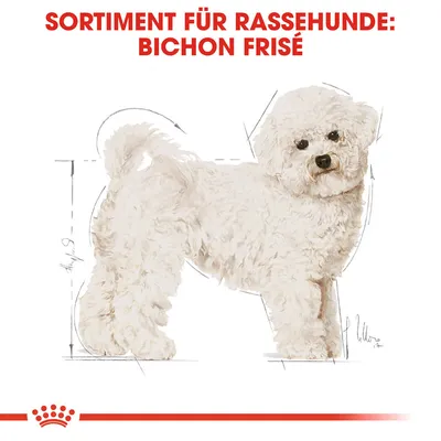 Sortiment für Rassehunde: Bichon Frisé. Illustration eines weissen Bichon Frisé mit Masslinien, passend für spezifische Produkte.