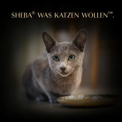Sparpaket Sheba Filets 36 x 60 g