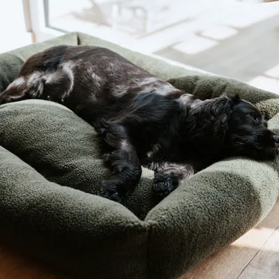 Hunter hundbädd Kumara