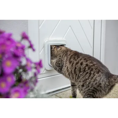 Katze benutzt eine weiße Katzenklappe in einer Tür, um hindurchzugehen. Katze benutzt eine weiße Katzenklappe in einer Tür, um hindurchzugehen.