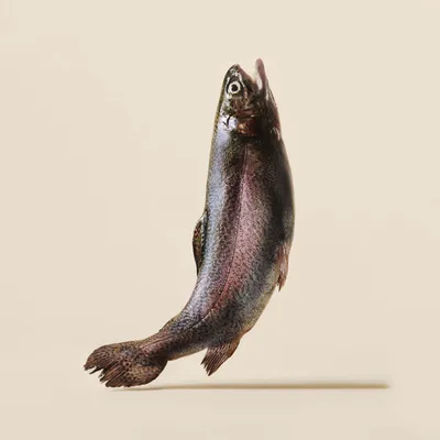 Frischer ganzer Fisch, naturbelassen ohne Verpackung oder Zusätze, auf hellem Hintergrund dargestellt. Frischer ganzer Fisch, naturbelassen ohne Verpackung oder Zusätze, auf hellem Hintergrund dargestellt.