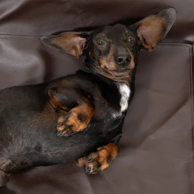 Modern Living Hundebett Tabac