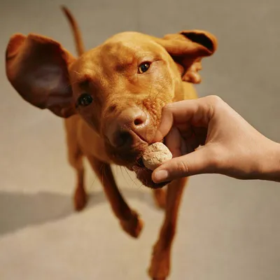 Hand füttert einem Hund ein rundes Leckerli, Nahaufnahme der Fütterungssituation.