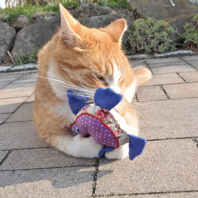 Red cat playing with a colourful fabric toy in the shape of a fish on a paved surface.
