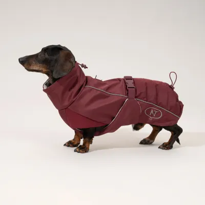 Nomad Tales Spirit Softshell-Hundemantel, burgunderrot Nomad Tales Spirit Softshell-Hundemantel, burgunderrot