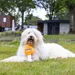 beeztees Hundespielzeug Apawrol
