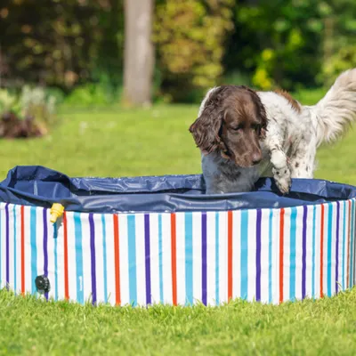 beeztees Hundeplanschbecken Doggy Dip, blau