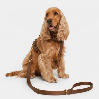 Hund trägt braunes Geschirr mit passender Leine, zeigt Anwendung des Produkts.