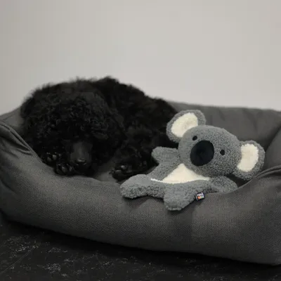 Rukka Calm koala kutyajáték