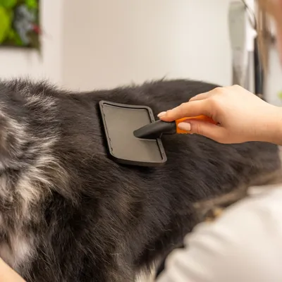 WAHL® Zupfbürste