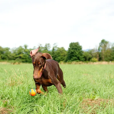 Chuckit! Ultra Ball