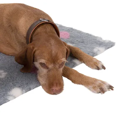 Hund liegt auf grauer Decke mit weissen Pfotenmustern und rosa Akzent. Zeigt Nutzung einer Hundedecke.