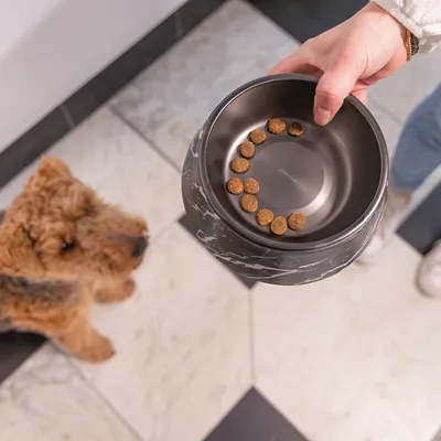 Hand hält einen schwarzen Futternapf mit Marmormuster und Trockenfutter. Hund schaut auf den Napf.