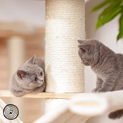 Zwei graue Katzen spielen an einem Kratzbaum mit Sisal-Seil und Holzplattformen. Im Hintergrund grüne Pflanze sichtbar.