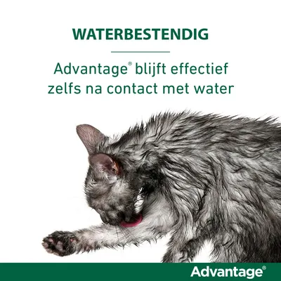 WATERBESTENDIG. Advantage blijft effectief zelfs na contact met water. Afbeelding van een natte kat. Merknaam: Advantage.