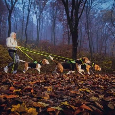 Tři psi na postrojích s reflexními vodítky v lese, vedení osobou. Postroje a vodítka jsou neonově žluté, vhodné pro venčení více psů najednou.