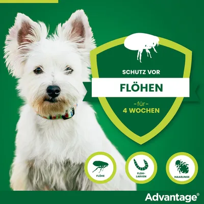 Advantage Schutz vor Flöhen für 4 Wochen. Bekämpft Flöhe, Floh-Larven und Haarlinge.