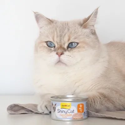 Sparpaket GimCat ShinyCat Filet in Jelly 12 x 70 g - Thunfisch & Hühnchen Mix Sparpaket GimCat ShinyCat Filet in Jelly 12 x 70 g - Thunfisch & Hühnchen Mix