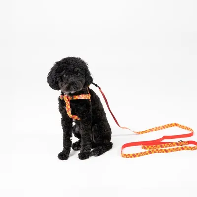 Black dog with orange harness and matching patterned lead. Product shows design and use of harness and lead.