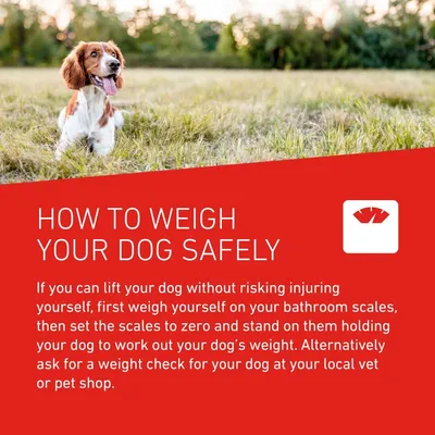 Instructions: Weigh yourself on bathroom scales, reset to zero, then stand holding your dog to find its weight. Alternatively, ask for a weight check at a vet or pet shop.