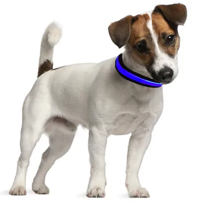 Perro con collar azul luminoso, muestra el uso de un collar de seguridad reflectante.
