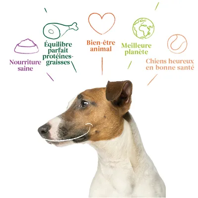 Nourriture saine, Équilibre parfait protéines-graisses, Bien-être animal, Meilleure planète, Chiens heureux en bonne santé (textes visibles autour d’un chien)