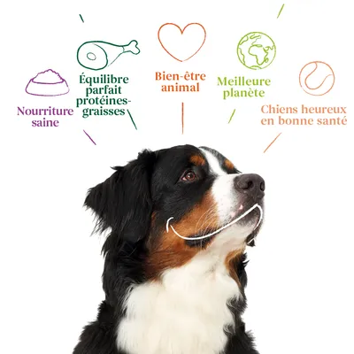 Nourriture saine, Équilibre parfait protéines-graisses, Bien-être animal, Meilleure planète, Chiens heureux en bonne santé – texte illustré autour d’un chien.