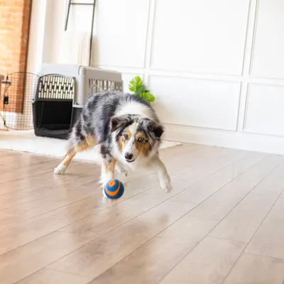 Chuckit! Ultra Ball