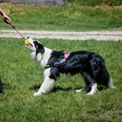 Hond met zwart-witte vacht draagt JULIUS-K9 harnas en speelt met gele bal aan rood touw in grasveld. Harnasmerk JULIUS-K9 duidelijk zichtbaar.