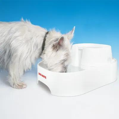 Câine alb bând apă din fântână de plastic albă pentru animale, inscripționată DOG MATE.