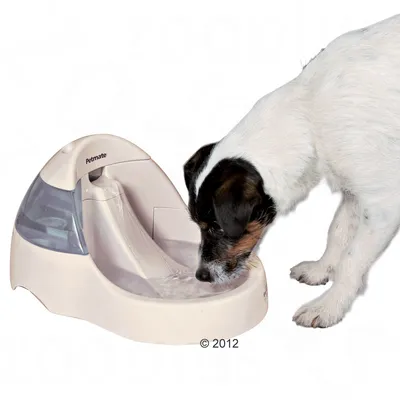 Hund drikker af Petmate automatisk vandfontæne i plastik med synligt vandreservoir og rindende vand.