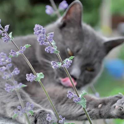 Graue Katze leckt an einer blühenden Katzenminze-Pflanze mit violetten Blüten.