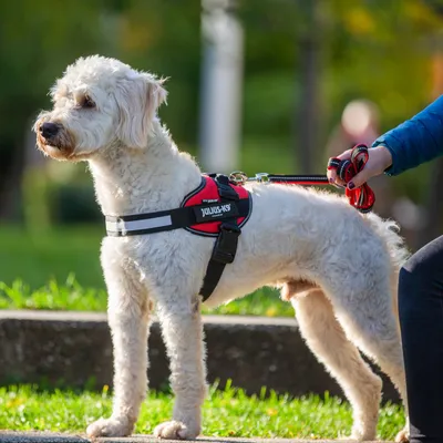 Hund mit Julius-K9 Geschirr und roter Leine, geführt von einer Person. Geschirr mit reflektierenden Streifen sichtbar.