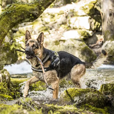 Pastore tedesco con pettorina nera con scritta 'LORD', in un ruscello, tiene un ramo in bocca. Pettorina visibile indossata dal cane.