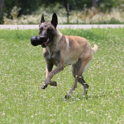 Dog playing with a black chew toy on a lawn.