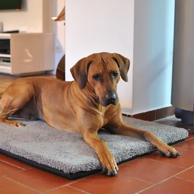 Hund liegt auf einer grauen, rechteckigen Matte mit weicher Oberfläche auf einem Fliesenboden in einem Wohnraum.